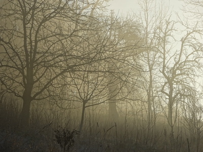 Kostenloses Foto Jungwald im Nebel pixelio.de